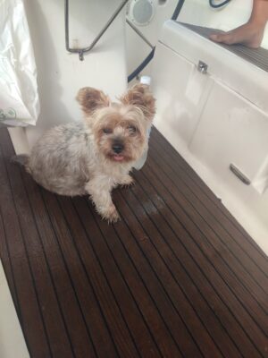 Puppy onboard