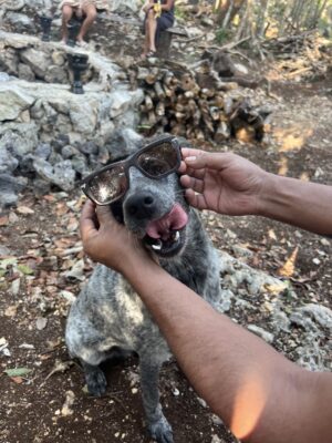 Dog at the temazcal ceremony