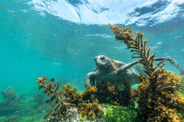 Galapagos-Experience-Punta-Espinoza-Fernandina-snorkeling-marine-tortoise Galapagos-Experience-Punta-Espinoza-Fernandina-snorkeling-marine-tortoise