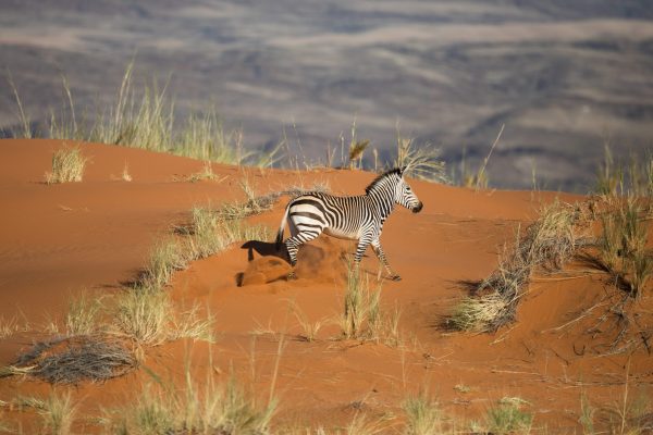 Scenic-Helicopter-Flight-Hartmans-Mountain-Zebra-andBeyond-Sossusvlei Scenic-Helicopter-Flight-Hartmans-Mountain-Zebra-andBeyond-Sossusvlei
