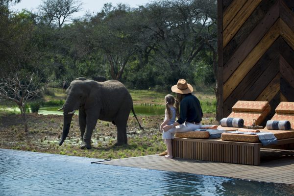 South-Africa-Phinda-Homestead-Guest-area-pool-guest-watching-an-elephant-2 South-Africa-Phinda-Homestead-Guest-area-pool-guest-watching-an-elephant-2