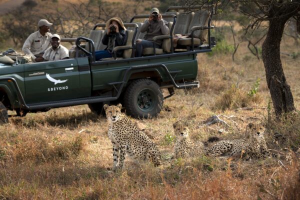 South-Africa-Phinda-Private-Game-Reserve-Game-Drive-Cheetah-_6_ South-Africa-Phinda-Private-Game-Reserve-Game-Drive-Cheetah-_6_