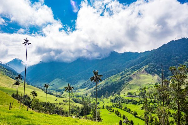 Beautiful day hiking scenery of Valle del Cocora in Salento, Col Beautiful day hiking scenery of Valle del Cocora in Salento, Colombia